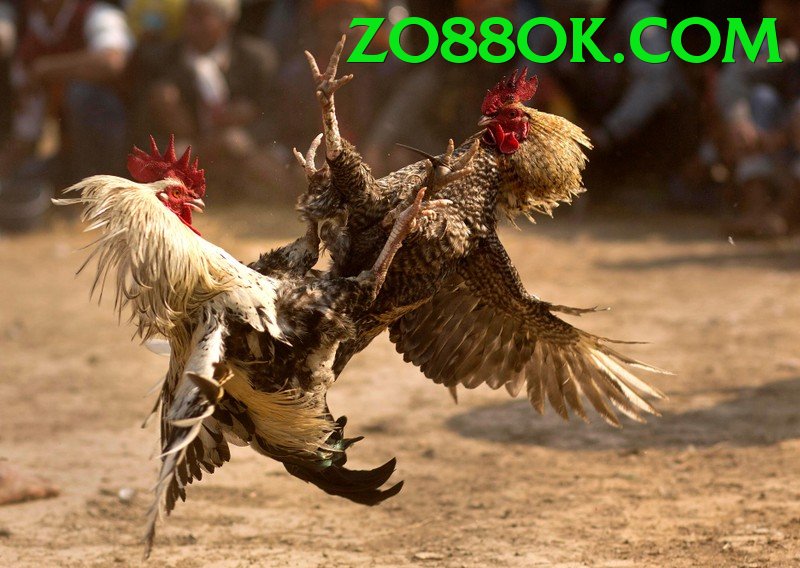 Đá Gà Trực Tiếp - Trải nghiệm tuyệt vời - Máy chủ mới